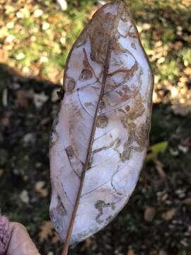 Image of Phyllocnistis magnoliella Forbes 1923