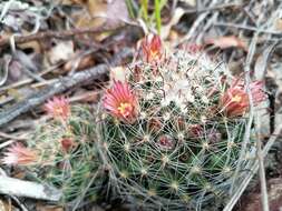 Mammillaria rettigiana Boed.的圖片