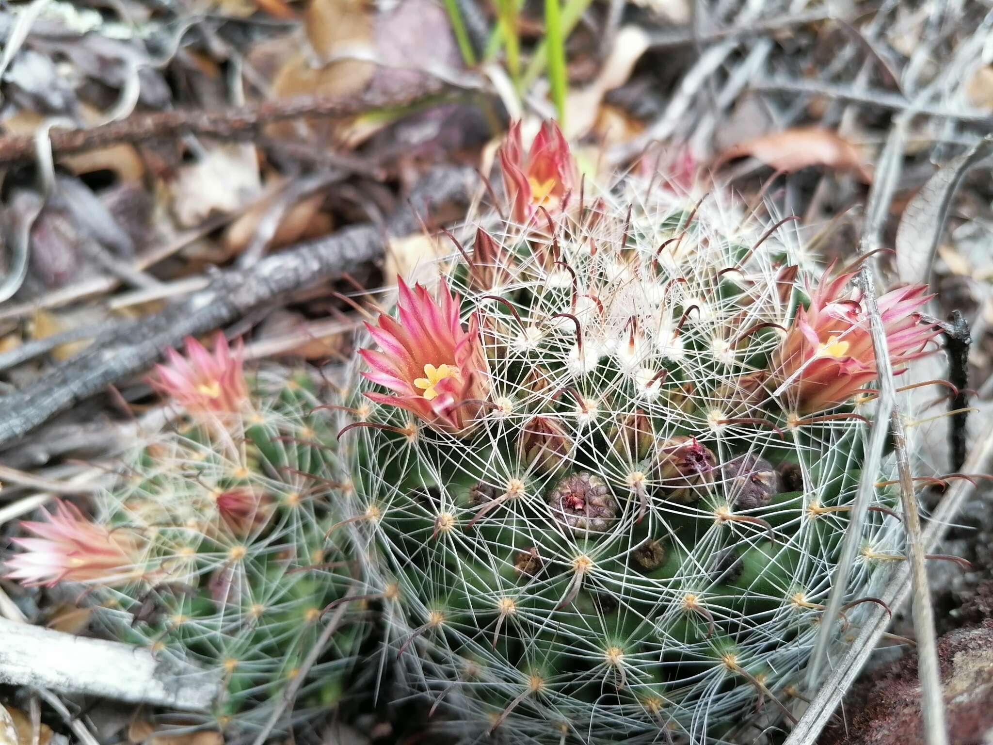 Mammillaria rettigiana Boed.的圖片