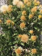 Image of Lake Tahoe serpentweed