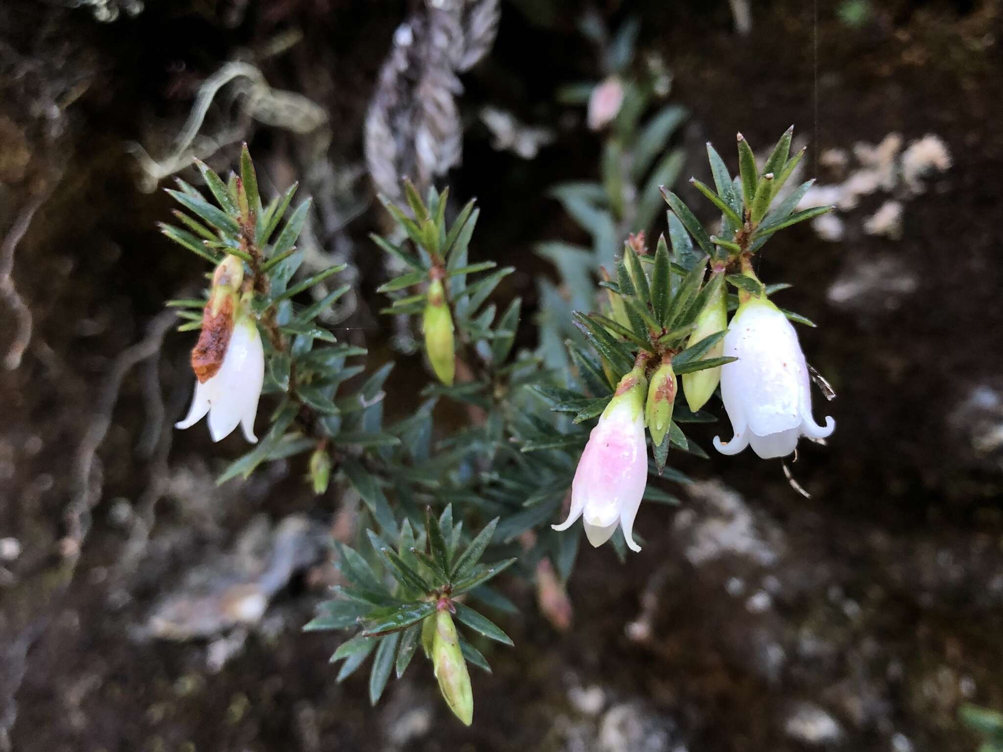 Image of Disterigma pernettyoides (Grisebach ex Weddell) Niedenzu