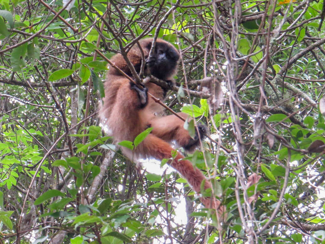 Callicebus nigrifrons (Spix 1823) resmi