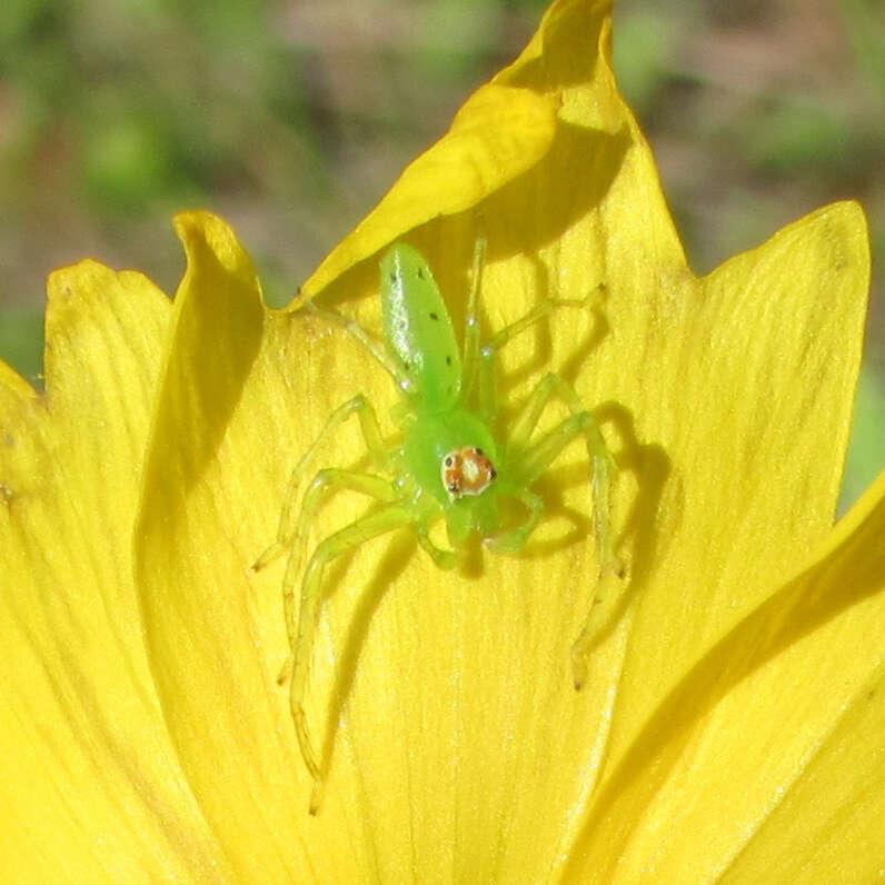 Image of Magnolia Green Jumper