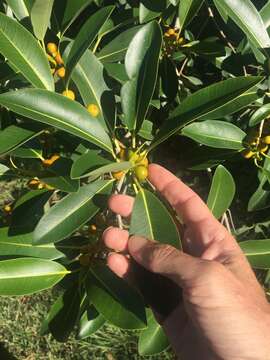 Plancia ëd Ficus obliqua G. Forster