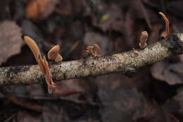 Image of Typhula contorta (Holmsk.) Olariaga 2013