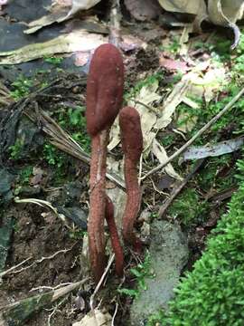 Ophiocordyceps sobolifera (Hill ex Watson) G. H. Sung, J. M. Sung, Hywel-Jones & Spatafora 2007 resmi