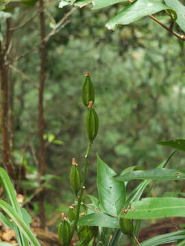 Image de Cymbidium ensifolium (L.) Sw.