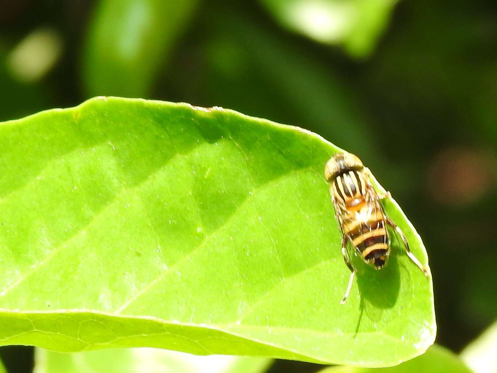 Image of Syrphid fly