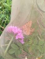 Euphydryas aurinia provincialis (Boisduval 1828)的圖片