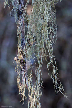 Image of Fishnet;   Menzies' cartilage lichen