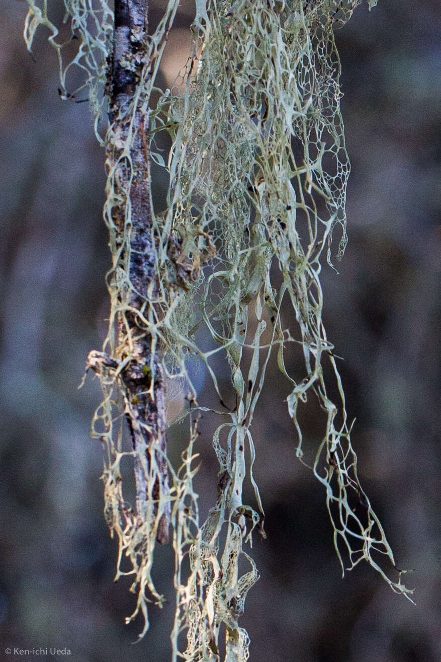 Image of Fishnet;   Menzies' cartilage lichen