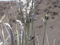 Imagem de Cortaderia rudiuscula Stapf