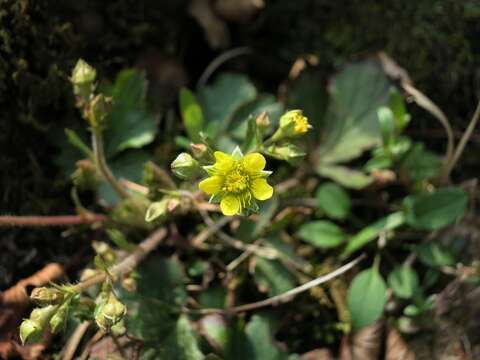 Слика од Geum fragarioides (Michx.) Smedmark