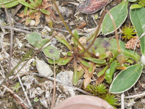 صورة Wahlenbergia albomarginata subsp. laxa (G. Simpson) J. A. Petterson