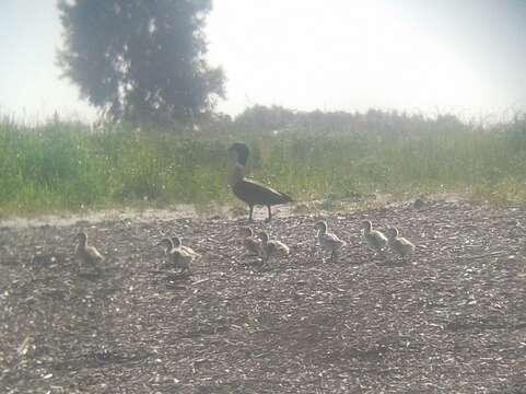 Image of Australian Shelduck