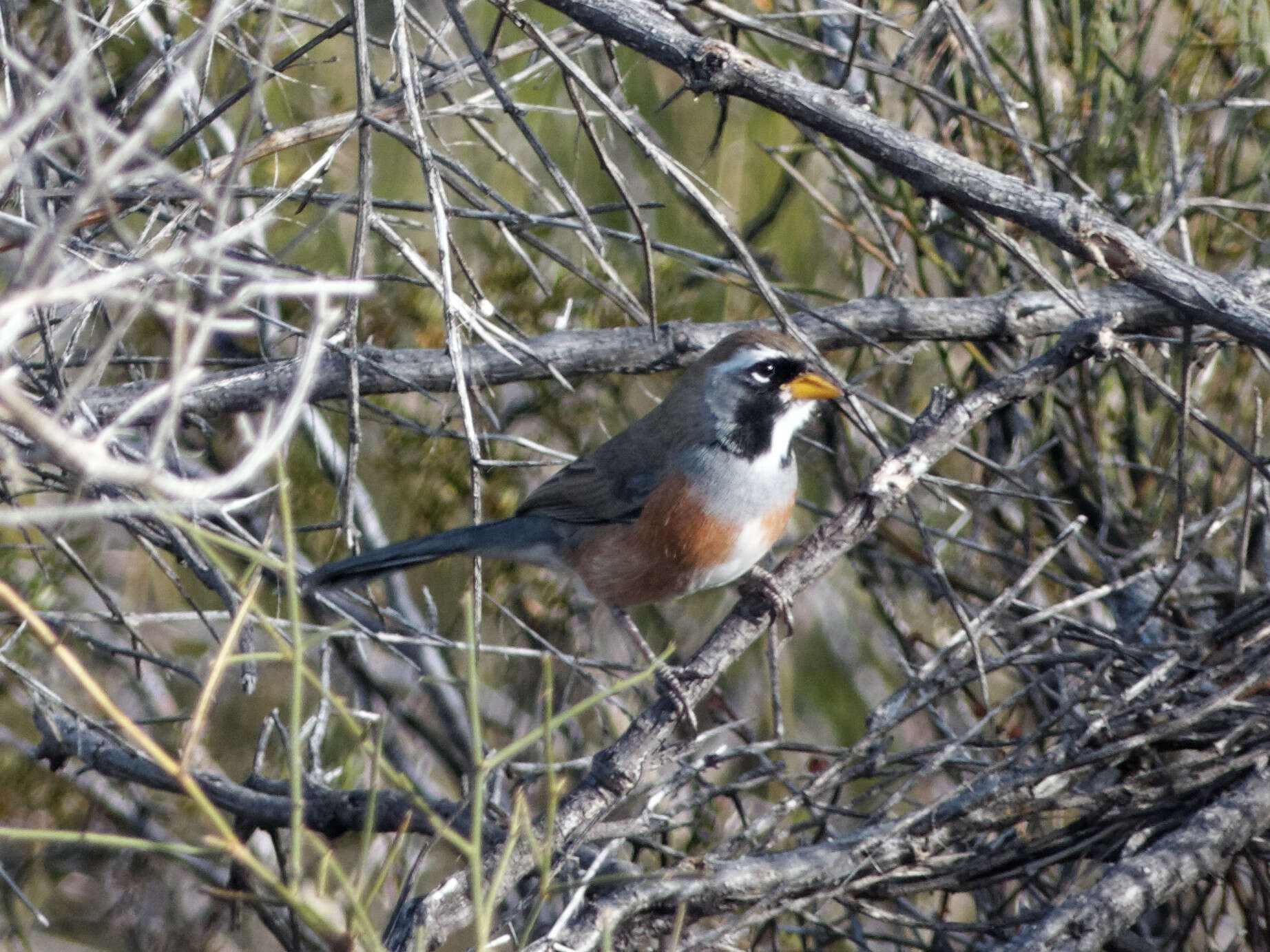 Image of Many-colored Chaco Finch