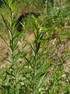 Image of Silene tatarica (L.) Pers.