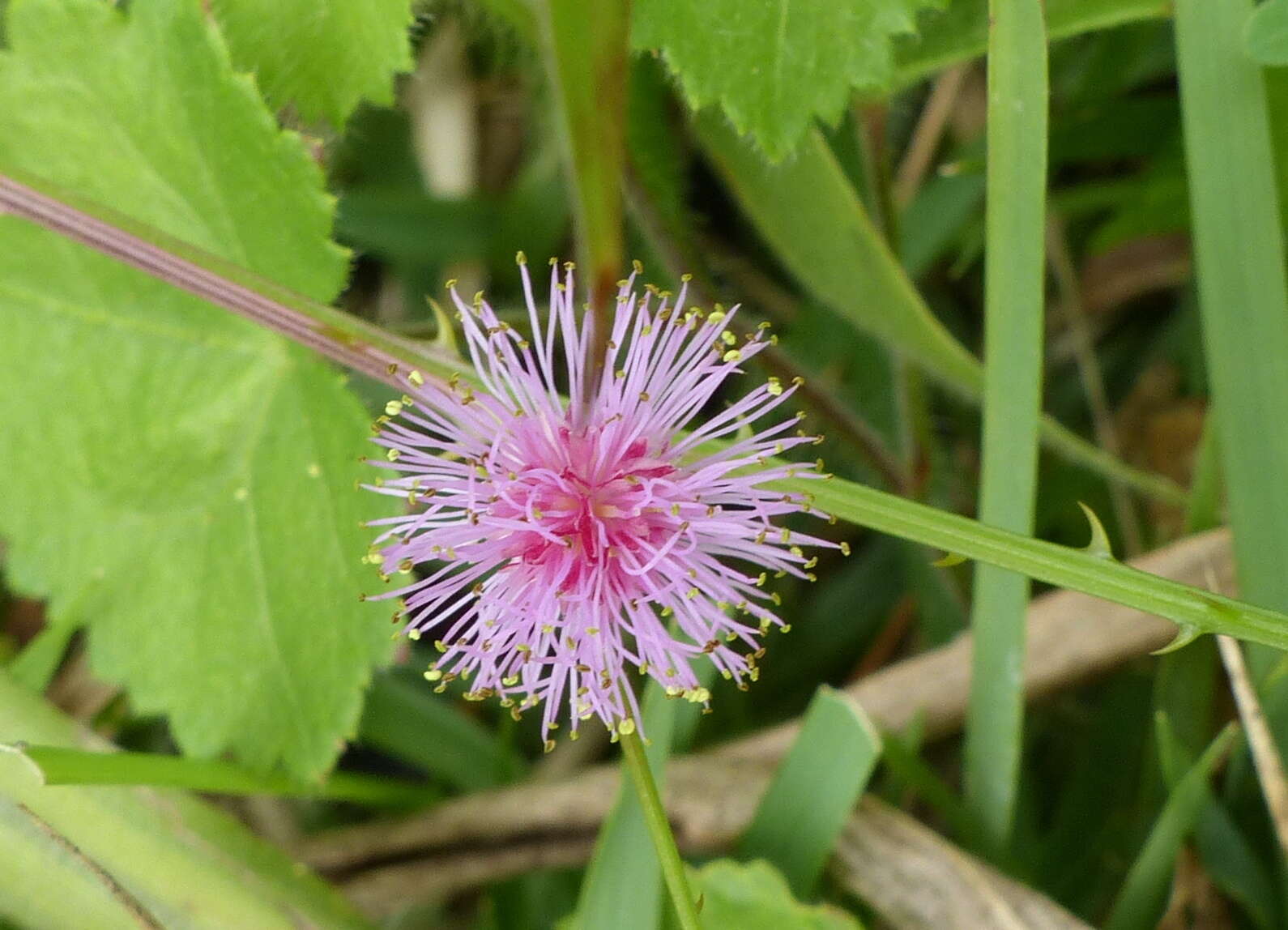 Sivun Mimosa quadrivalvis var. leptocarpa (DC.) Barneby kuva