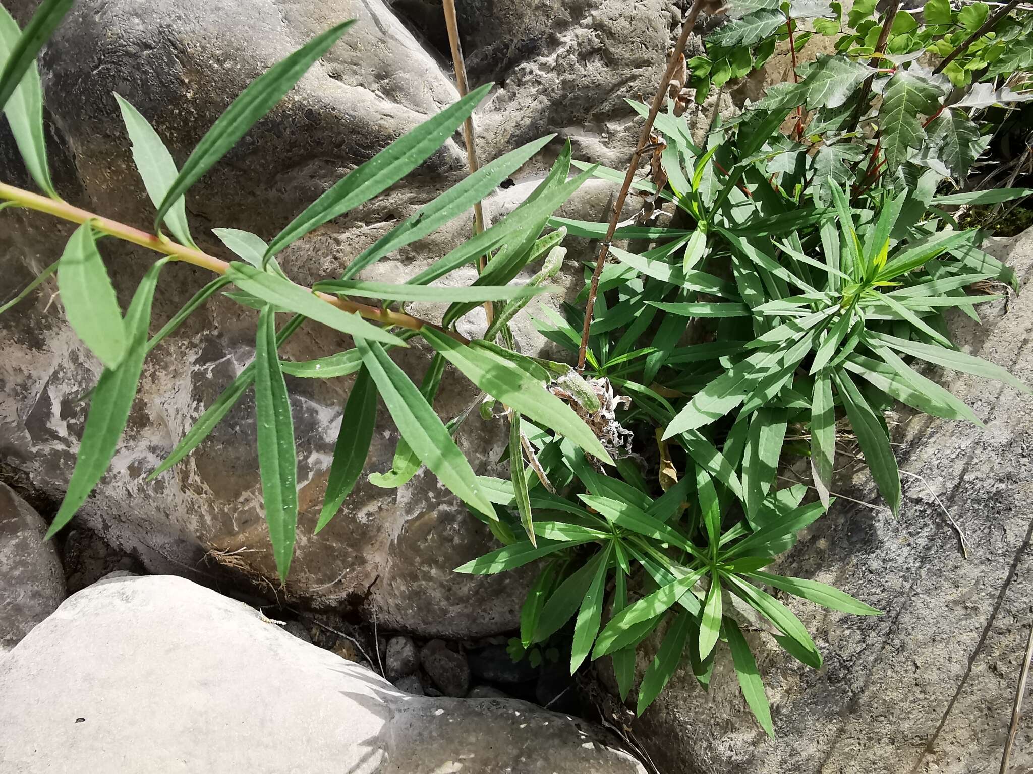 Image of Solidago pringlei Fern.