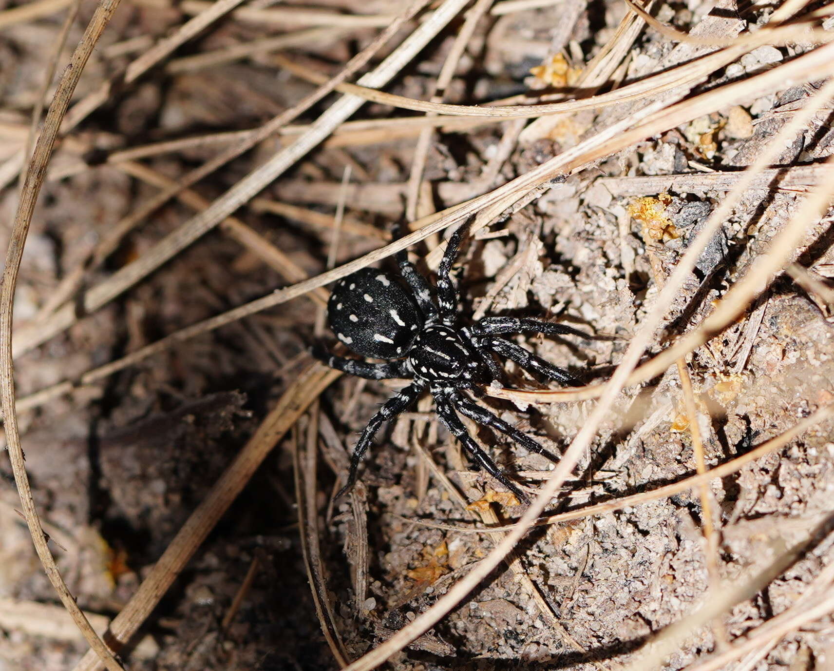 Image de Nyssus albopunctatus (Hogg 1896)