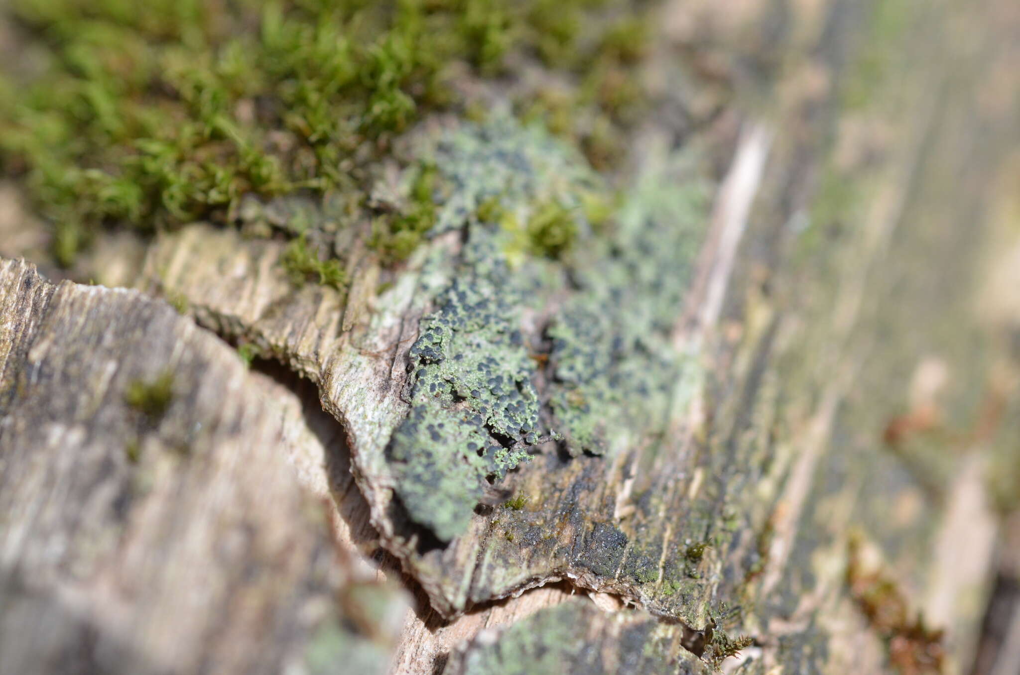 Image of dot lichen