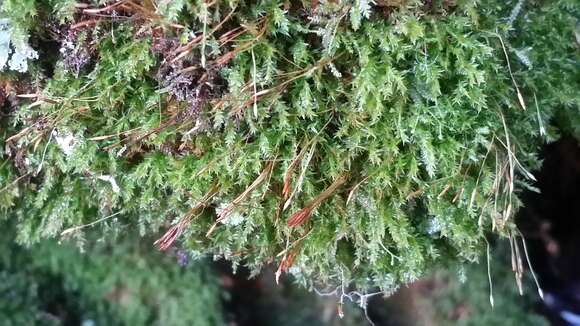 Image of tetraphis moss