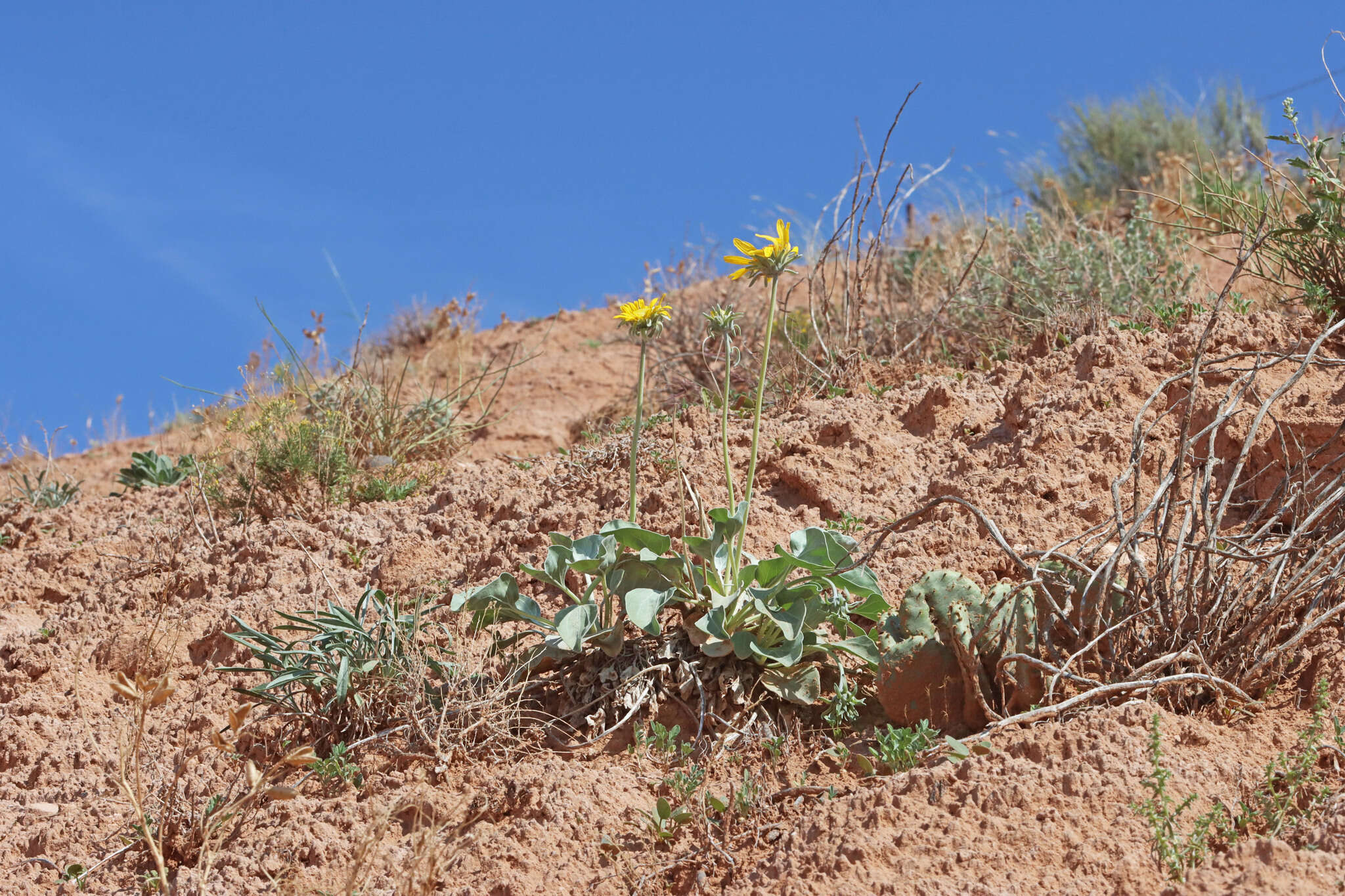 Image of nakedstem sunray