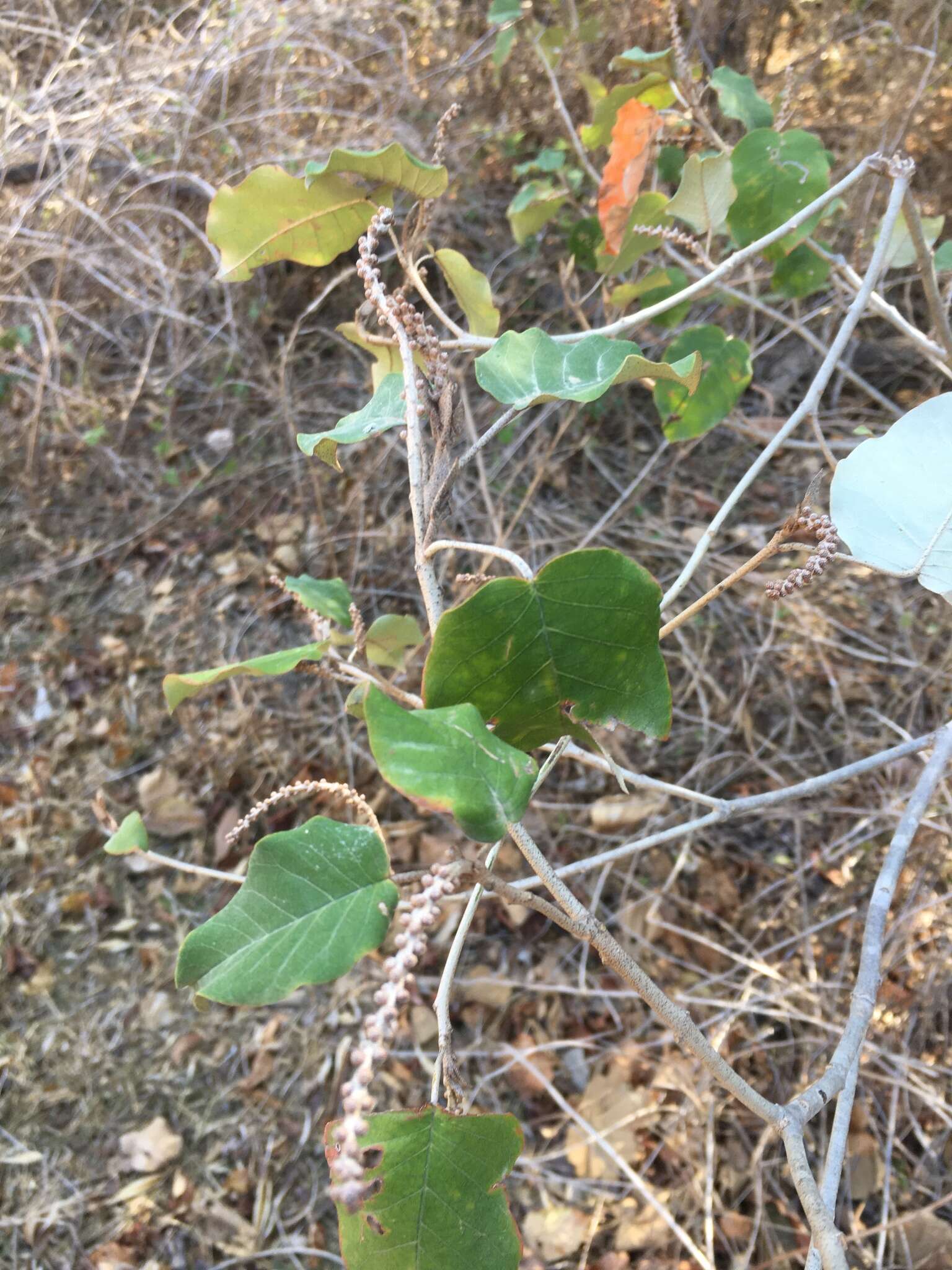 Croton bernieri resmi