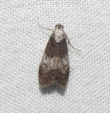 Aphomia baryptera Lower 1901 resmi