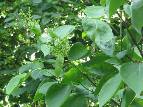 Imagem de Syringa reticulata subsp. amurensis (Rupr.) P. S. Green & M. C. Chang