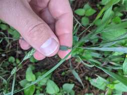 Imagem de Bromus texensis (Shear) Hitchc.