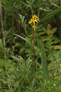 Image de Ligularia sibirica subsp. lydiae (Minderova) N. N. Tzvel.