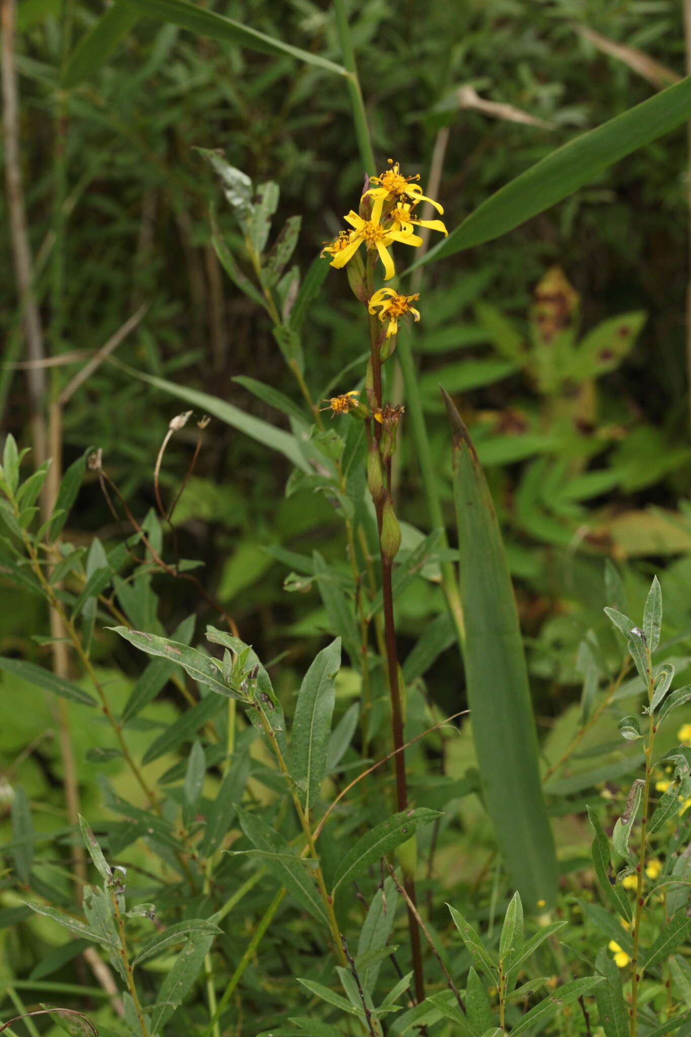 Image de Ligularia sibirica subsp. lydiae (Minderova) N. N. Tzvel.