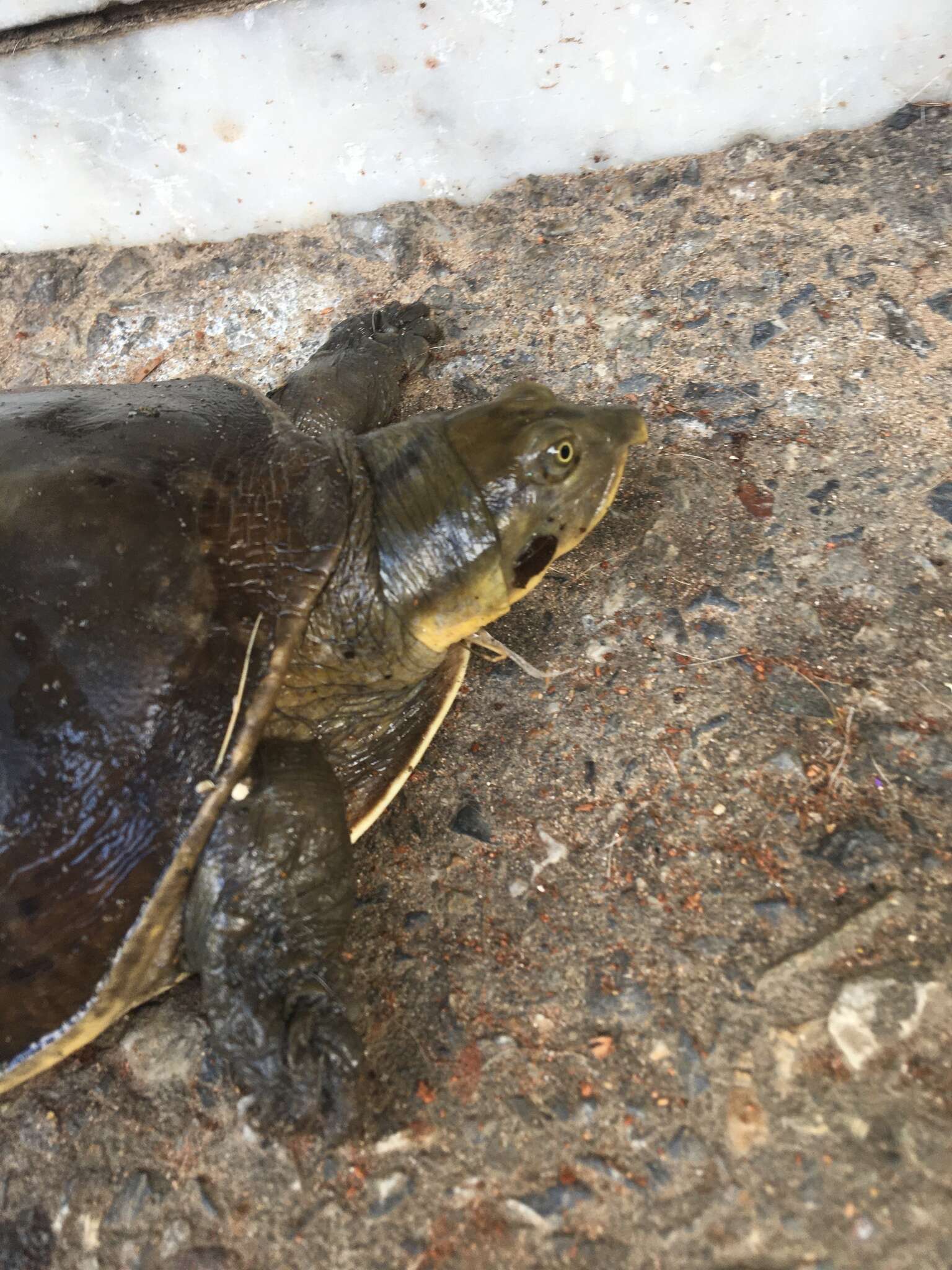 Image of Burmese Flapshell Turtle