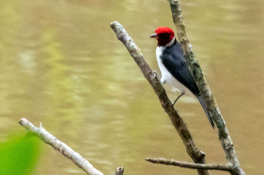 Image of Red-capped Cardinal