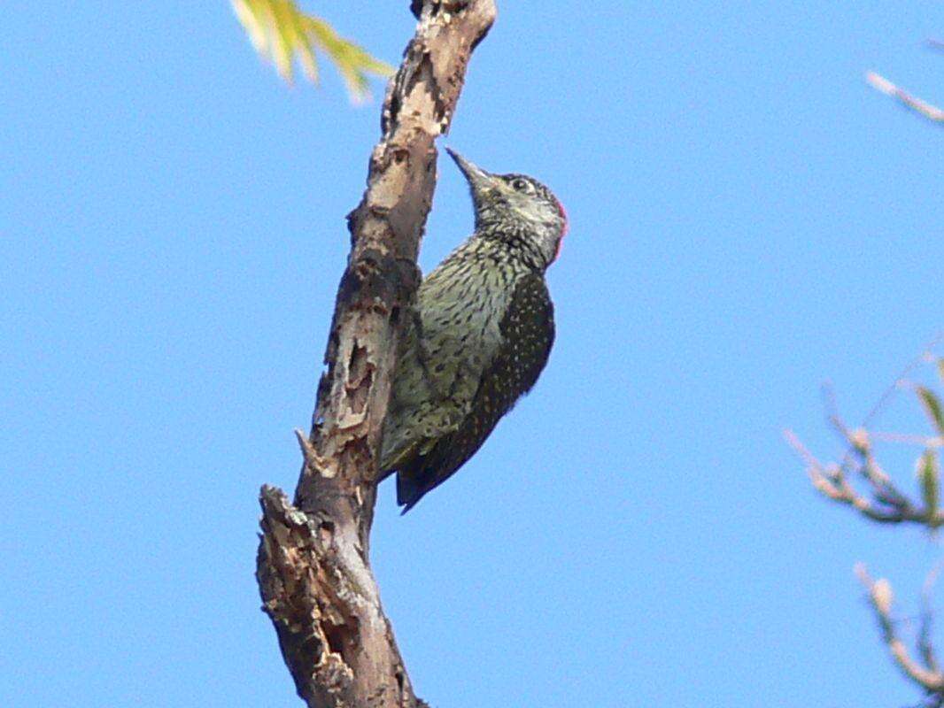 صورة Campethera abingoni constricta Clancey 1965