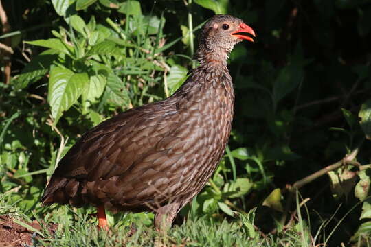 Image of Scaly Francolin