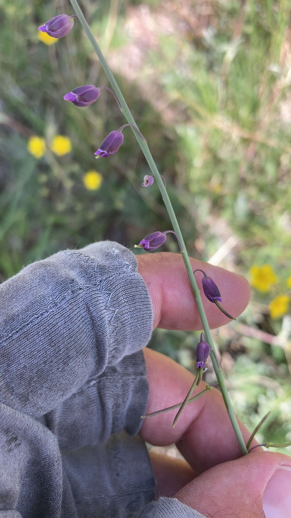 Pennellia longifolia (Benth.) Rollins的圖片