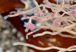 Image of pinkmouth hydroid