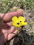 Plancia ëd Oenothera berlandieri subsp. pinifolia (Engelm.) W. L. Wagner & Hoch