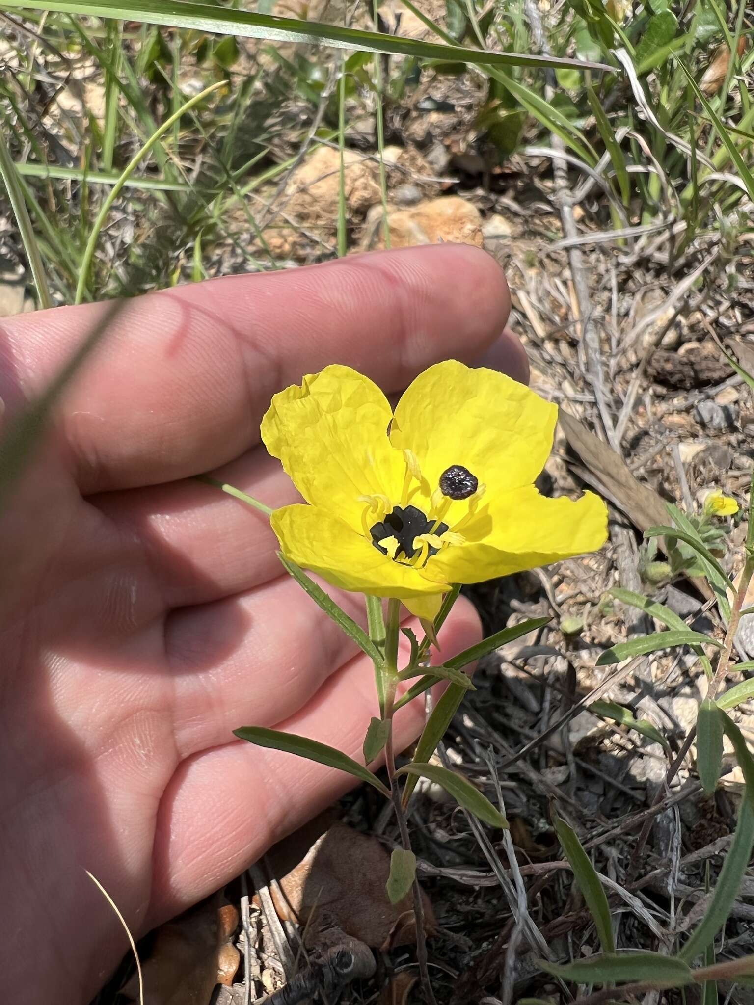 Oenothera berlandieri subsp. pinifolia (Engelm.) W. L. Wagner & Hoch resmi