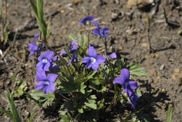 Image of prairie violet