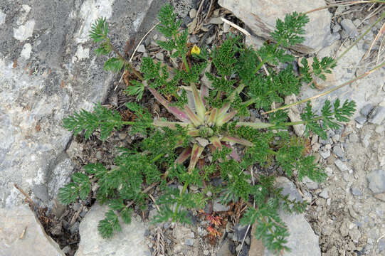 Image of Chaerophyllum taiwanianum (Masam.) K. F. Chung