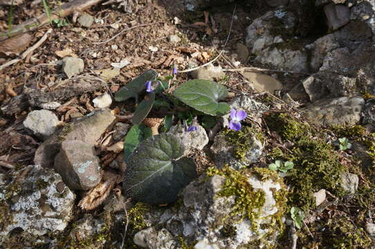 Imagem de Viola alba subsp. dehnhardtii (Ten.) W. Becker