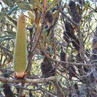 Image of Banksia penicillata (A. S. George) K. Thiele