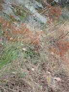 Image of Harford's oniongrass