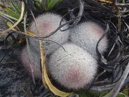 Image of Mammillaria candida Scheidw.