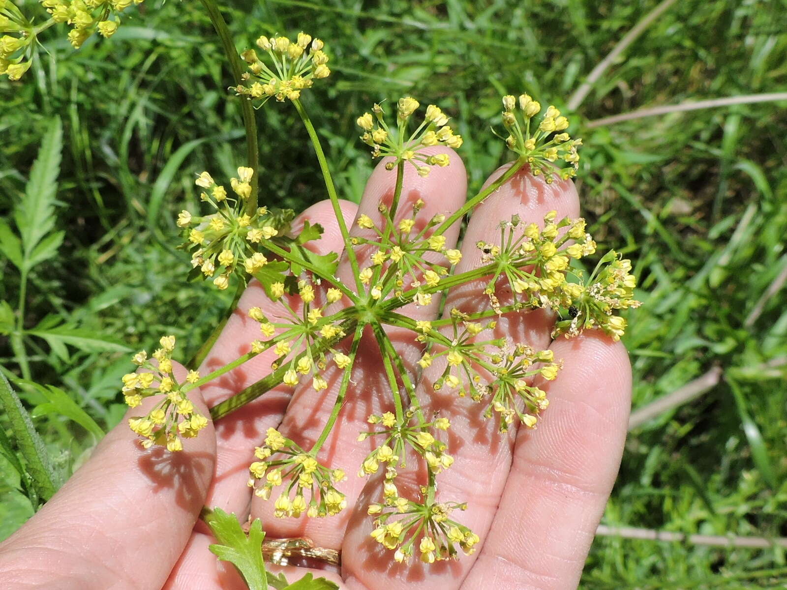 Image of Texas prairie parsley