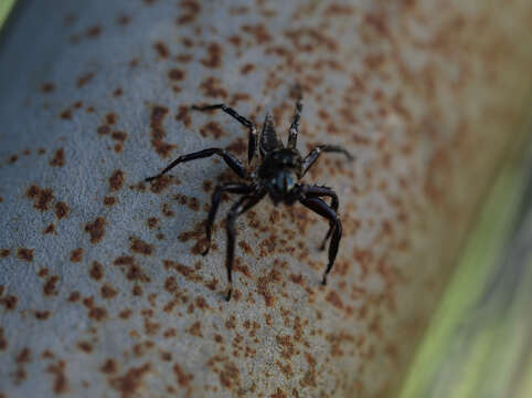 Image of Zenodorus swiftorum (Zhang & Maddison 2012)