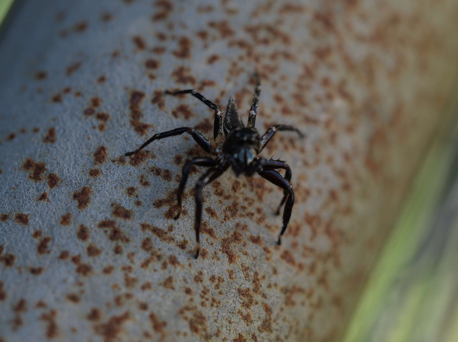 Image of Zenodorus swiftorum (Zhang & Maddison 2012)